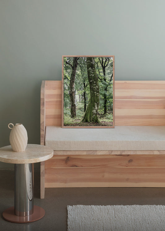 Rold Skov plakat - Fotografi af træer i skoven | Foto Factory