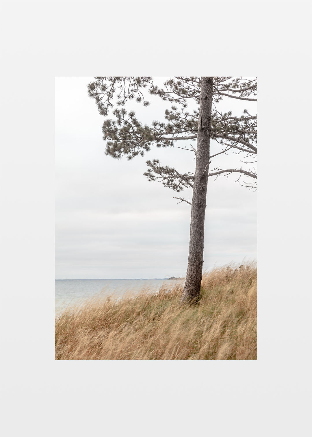 Orø plakat - Fotografi af tyrretræ langs kyststien