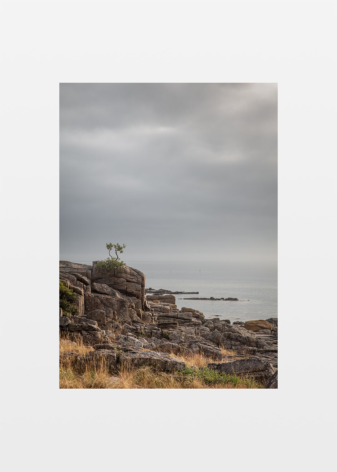 Bonsai klippe fotografi Bornholm