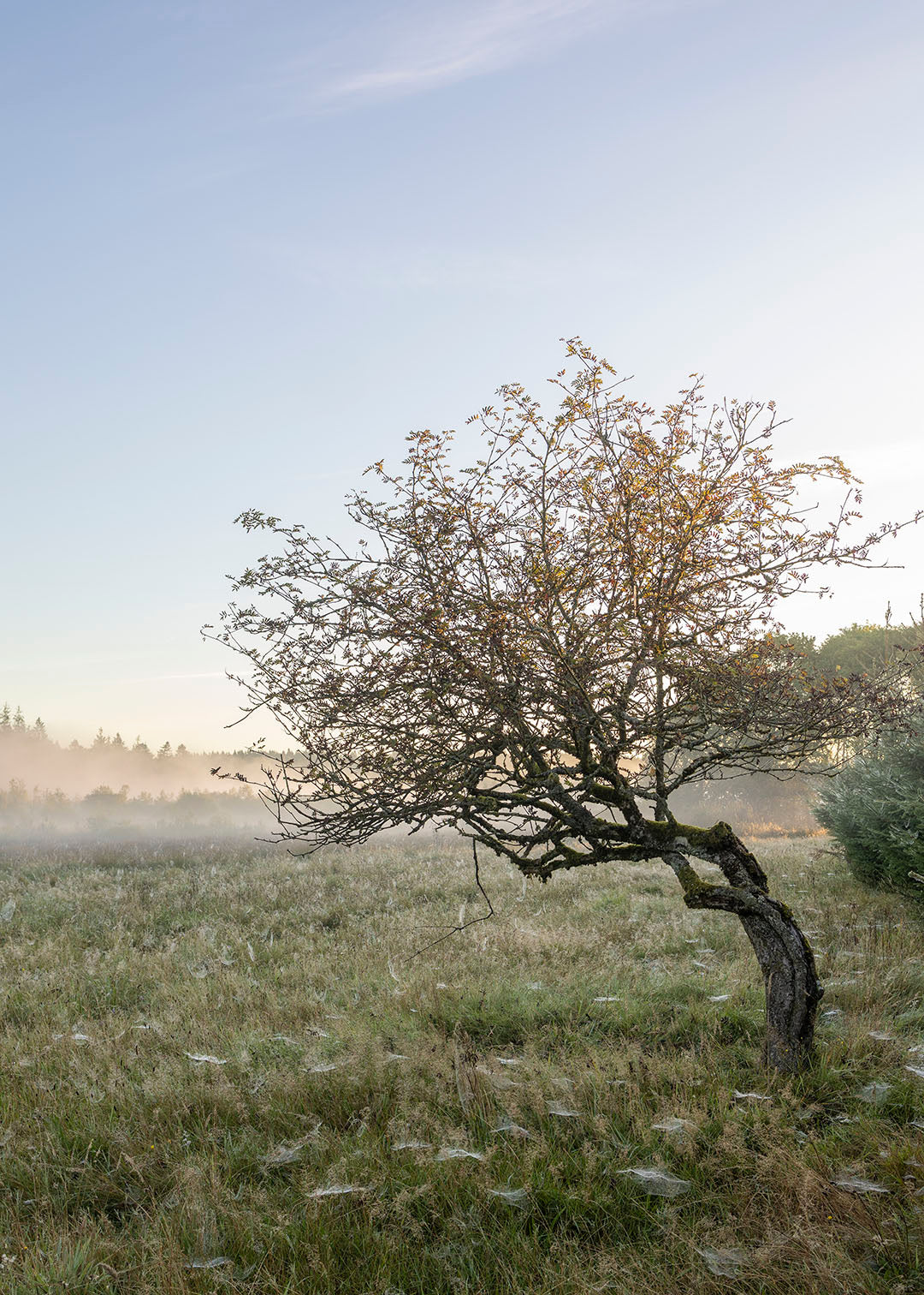 En stemningsfuld naturplakat fra området ved Hampen Sø