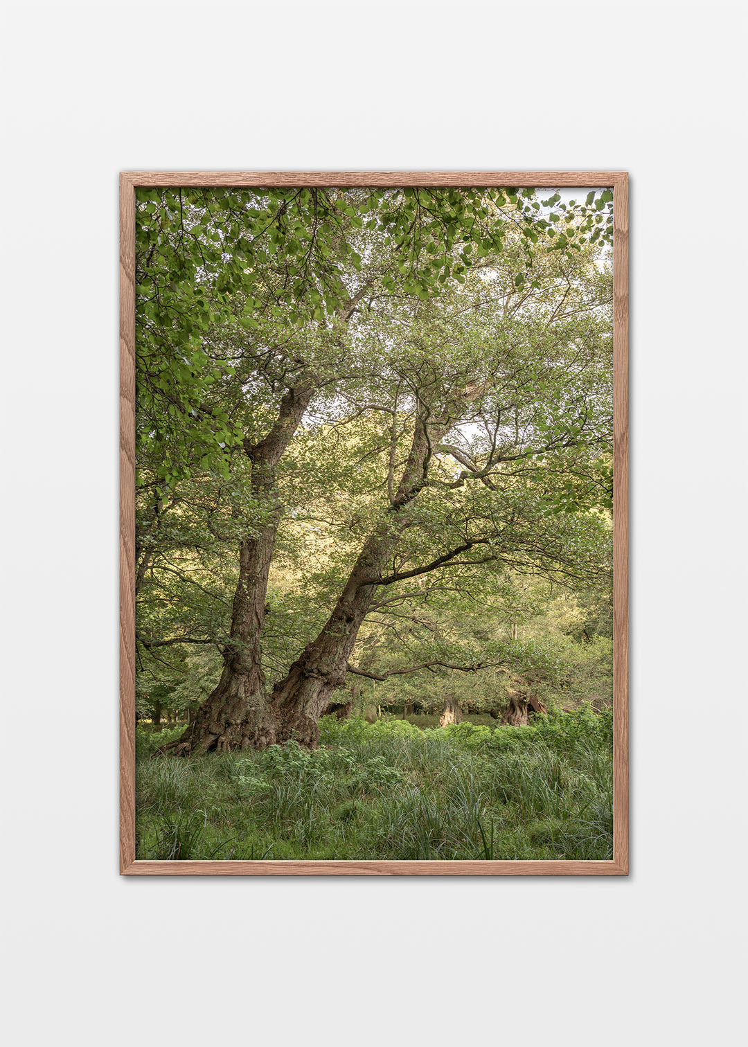 Gamle træer plakat – Skov i Dyrehaven