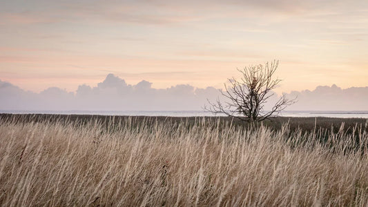Naturfotografi - sådan finder du ro i dine billeder