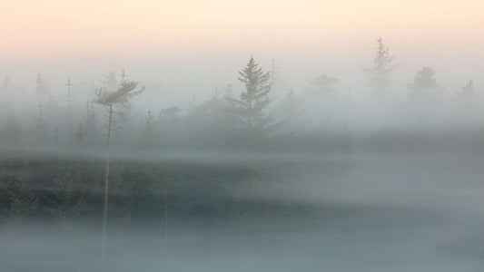 Naturfotografering i Danmark