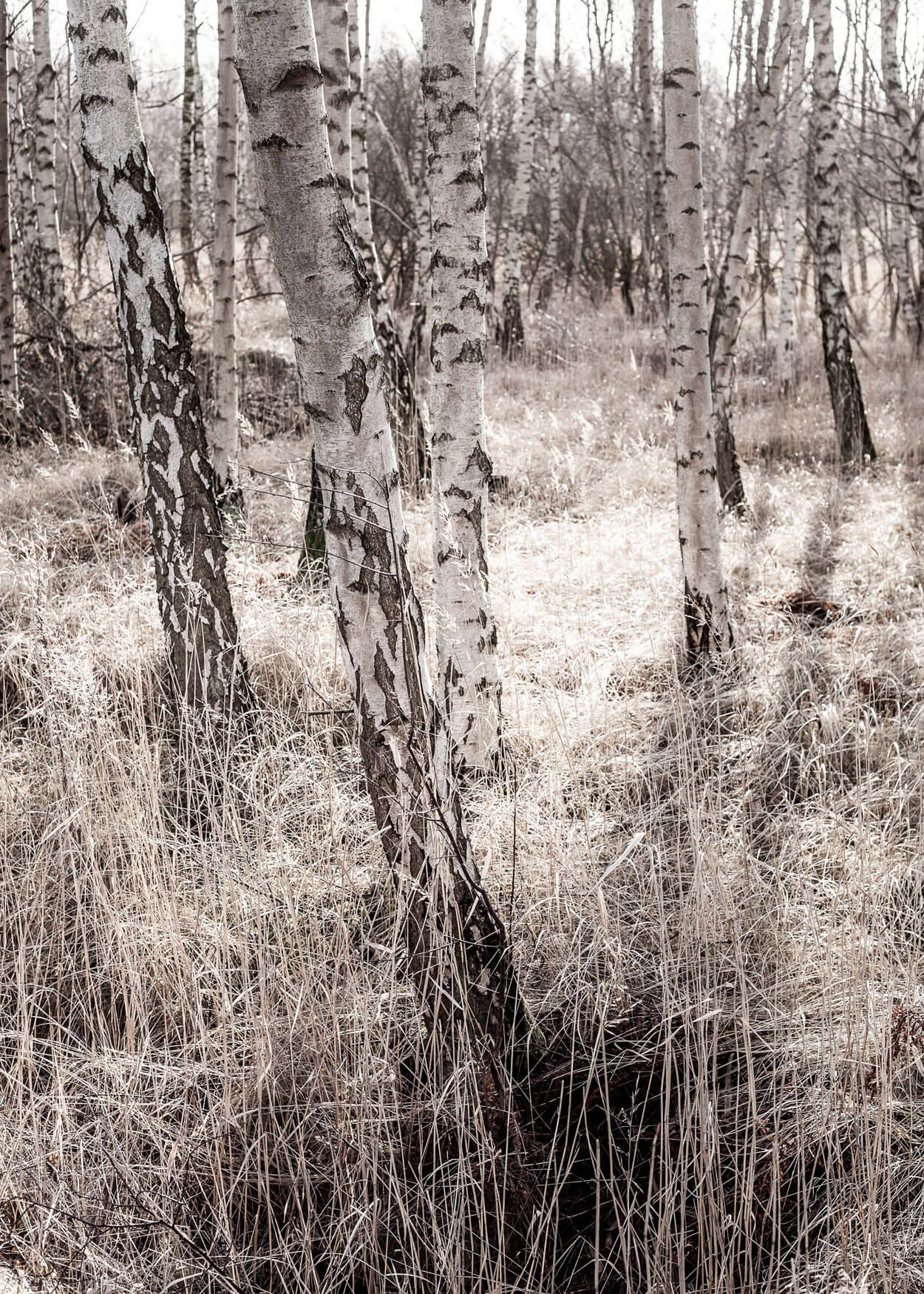 Fotografi af Birkeskov på Kalvebod