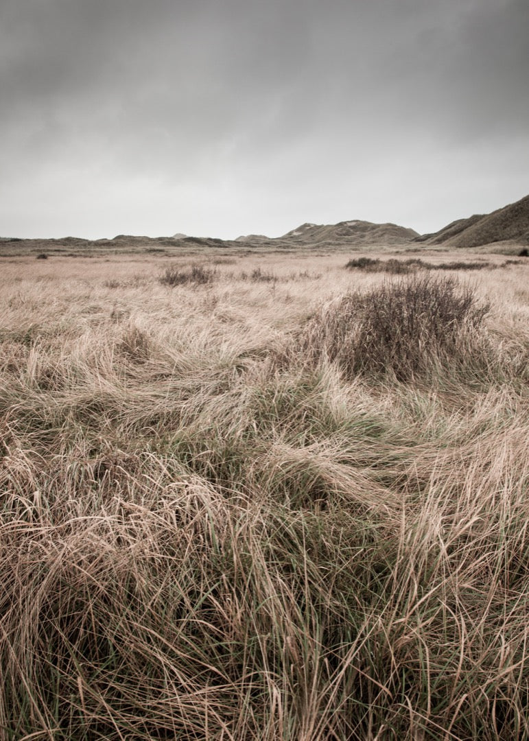 Fotografi fra Skagen Klitplantage