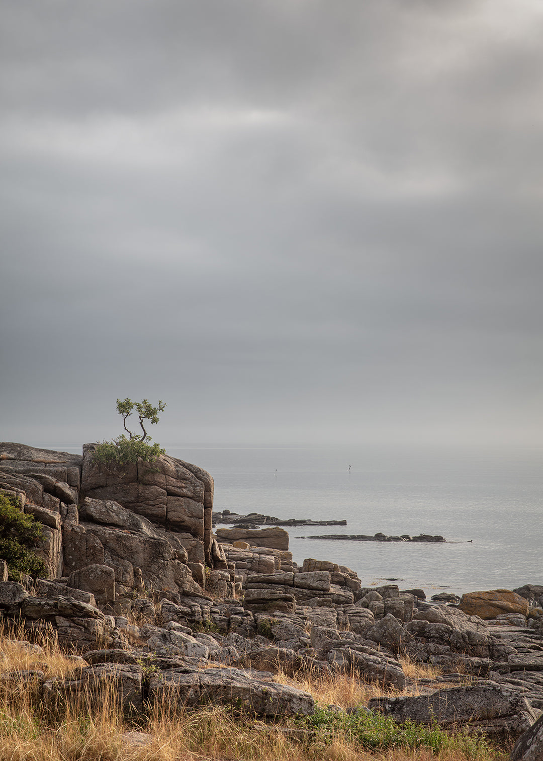 Unik fotografi af Bonsai
