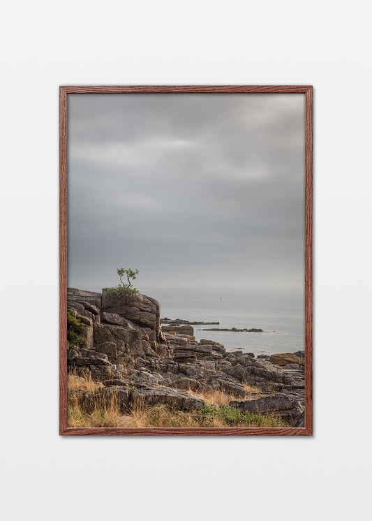 Bonsai klippe plakat Bornholm