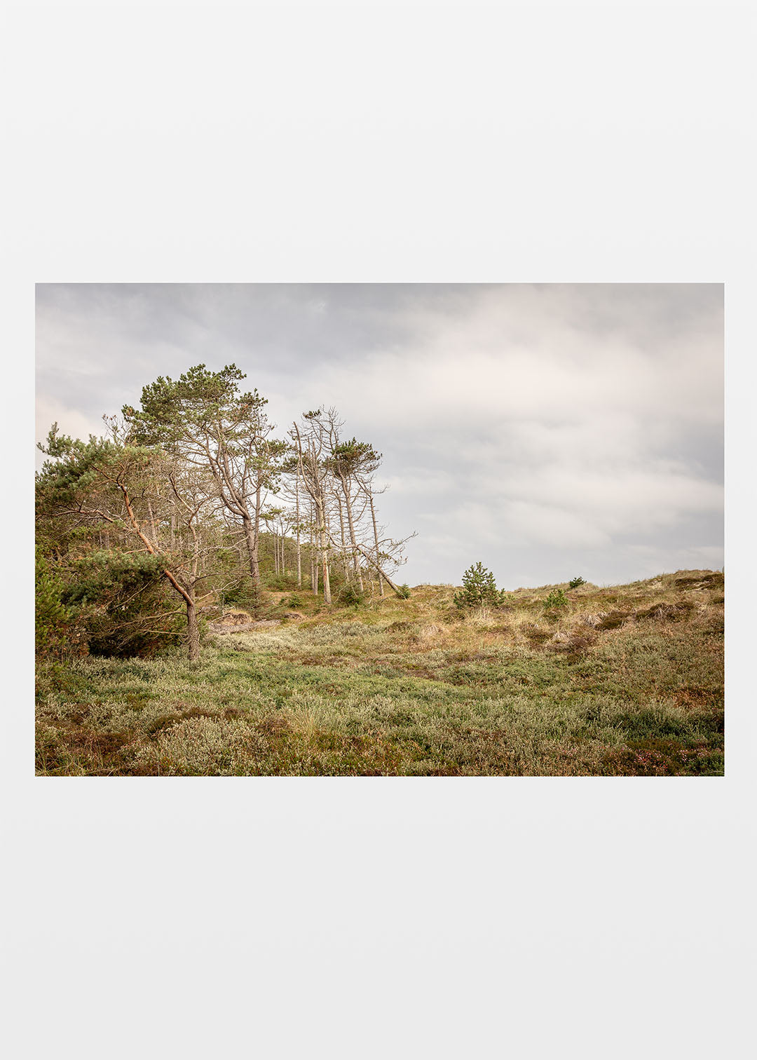 Fotografi fra Lodbjerg Klitplantage