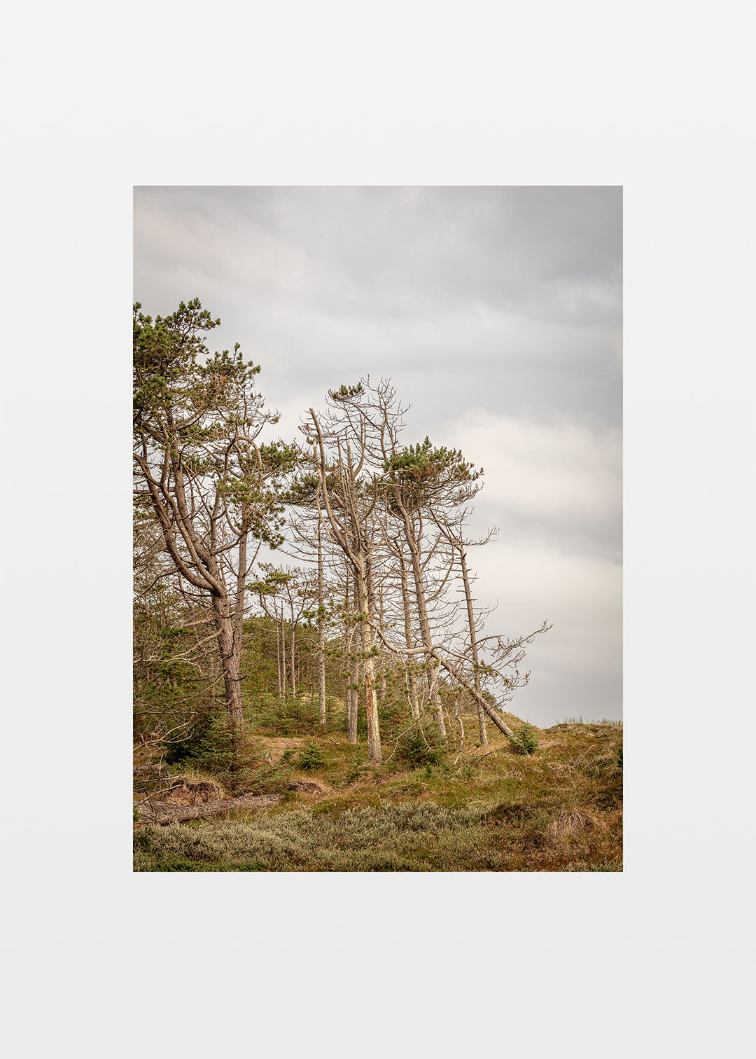 Fotografi af Lodbjerg Klitplantage