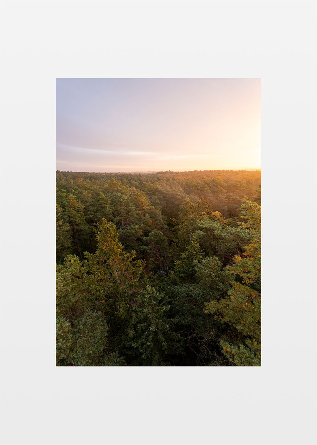 Tisvilde Hegn plakat – Solnedgang over fyrretræerne | Foto Factory