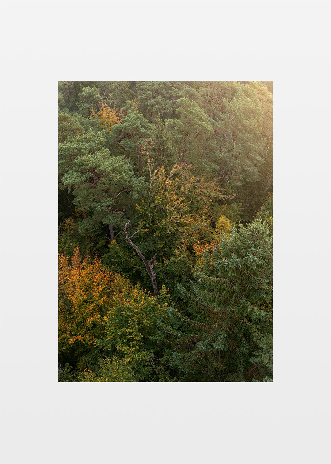 Tisvilde Hegn plakat – Gyldne blade i sensommerlys | Foto Factory