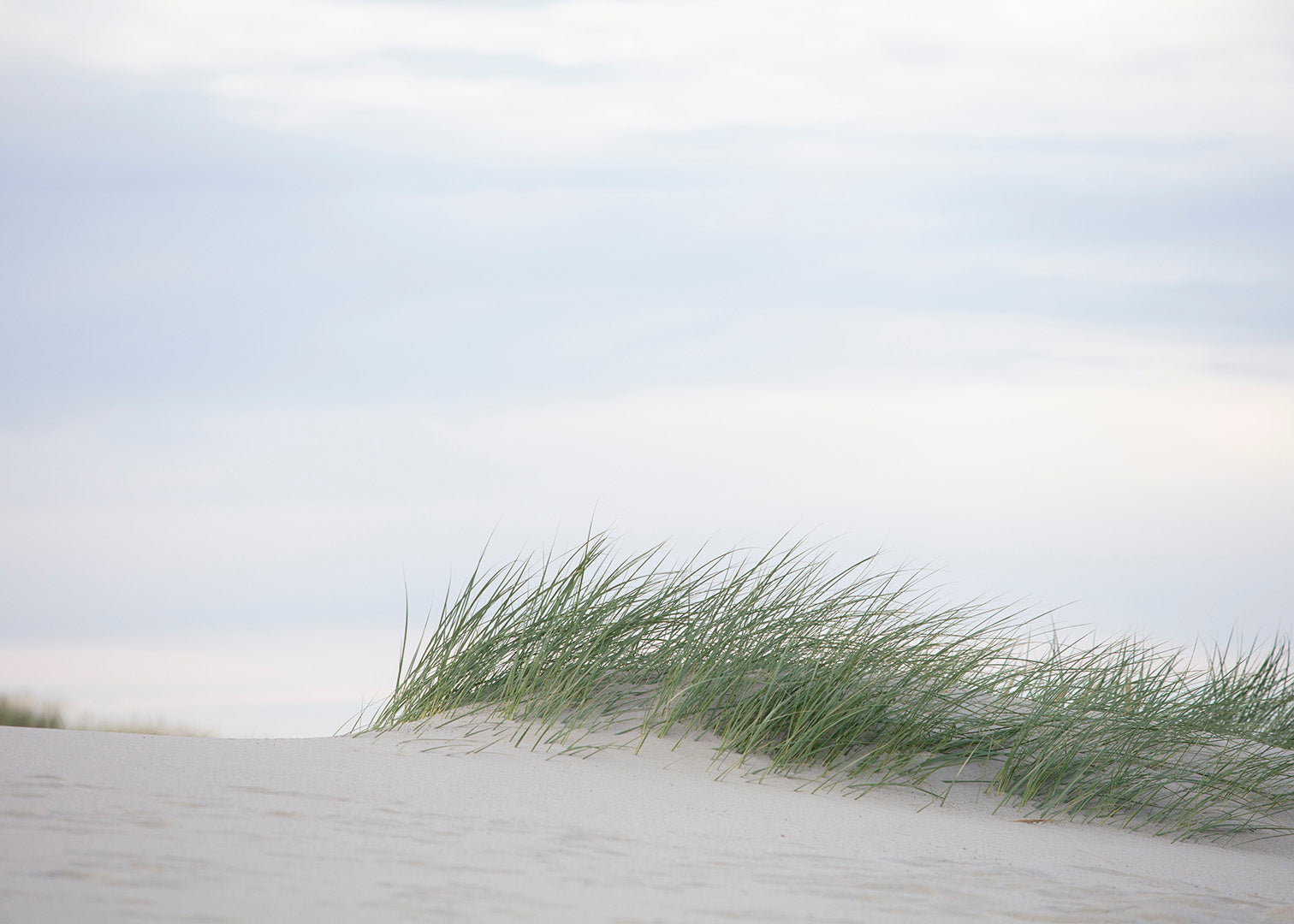 Naturfotografie med Sandhjælme i lyse klitter