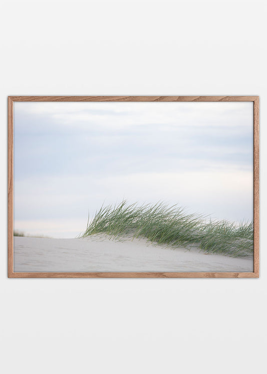 Plakat med Sandhjælme i lyse klitter ved Hvide Sande på den jyske vestkyst