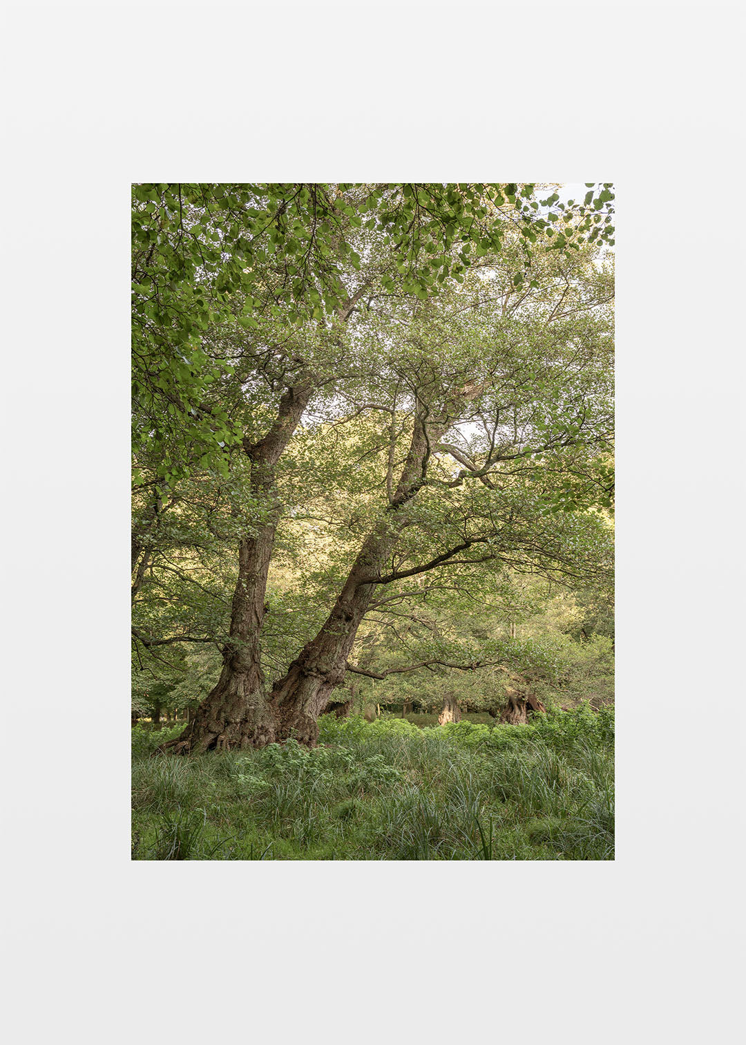 Gamle træer plakat – Skov i Dyrehaven