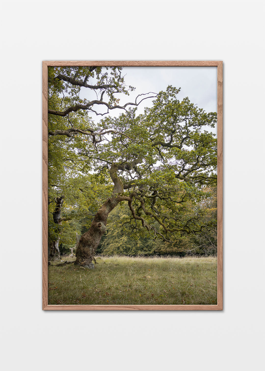 Naturplakat med en kroget eg i Jægersborg Dyrehave.