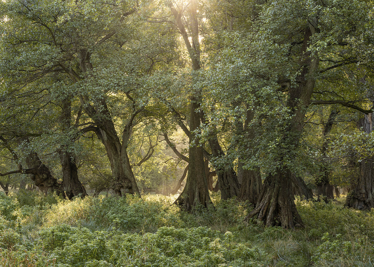 Naturfotografi fra Jægersborg Dyrehave.