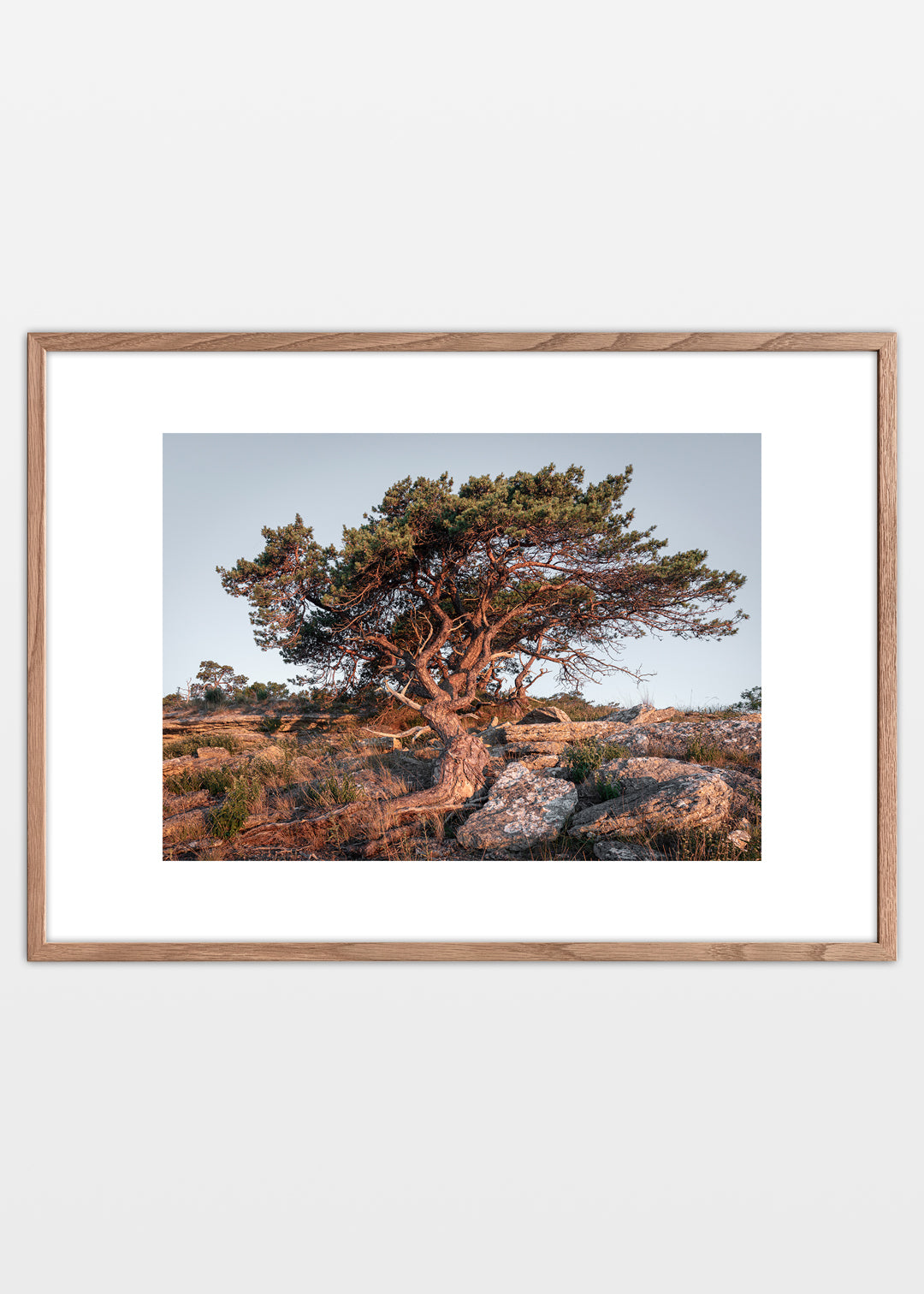Horizontal Furillen pine tree poster – Gotland, Sweden | Foto Factory