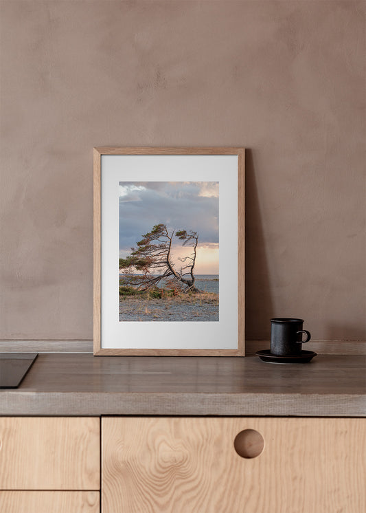 Fotografisk plakat af vindblæst fyrtræ ved Digerhuvud, Fårö, Gotland, Sverige – Foto Factory