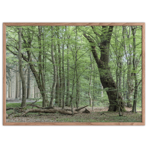 Natural Forest Poster