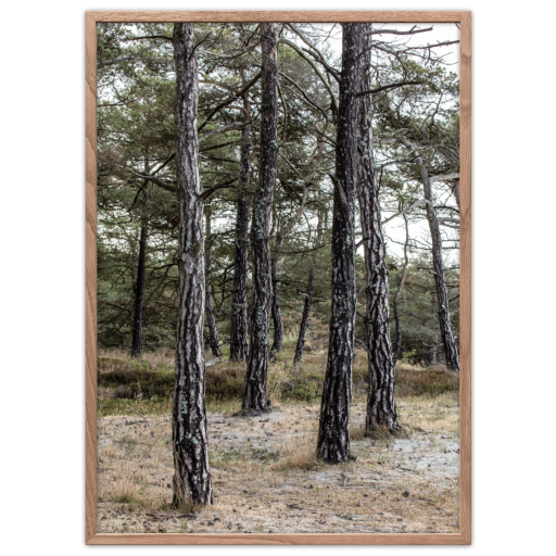 Pine trees poster